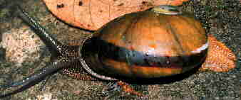 Helicophanta souverbiana,Photograph copyright  1999 by George Williams