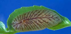 Pseudoneitea,photo:www.landcareresearch.co.nz