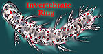 Invertebrate
Ring