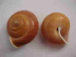 Chloritis majescula