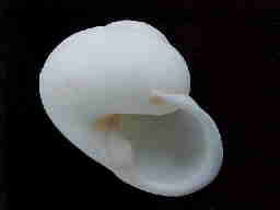 Forcartia globulus