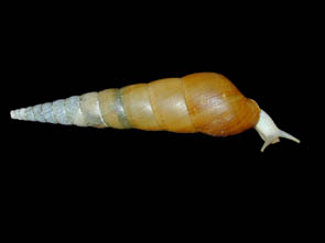 Obeliscus obeliscus