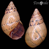 Orthalicus pulchella