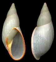 Placostylus miltocheilus, photo:www.jaxshells.org